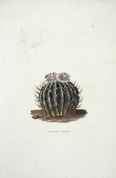 Echinocactus coptonogonus, cactus