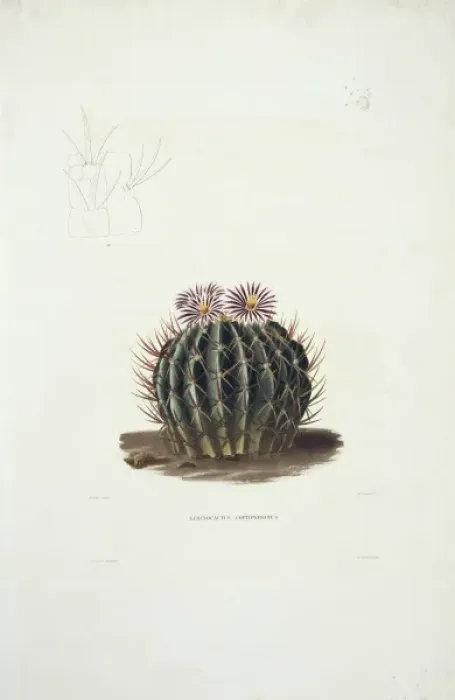 Framed Print : Echinocactus coptonogonus, cactus Framed Print : Echinocactus coptonogonus, cactus