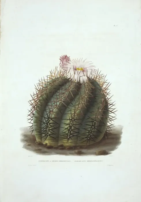 Framed Print : Echinocactus horizonthalonius, devils head cactus Framed Print : Echinocactus horizonthalonius, devils head cactus
