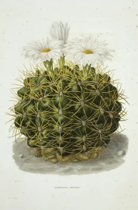 Framed Print : Echinocactus monvillii, cactus Framed Print : Echinocactus monvillii, cactus