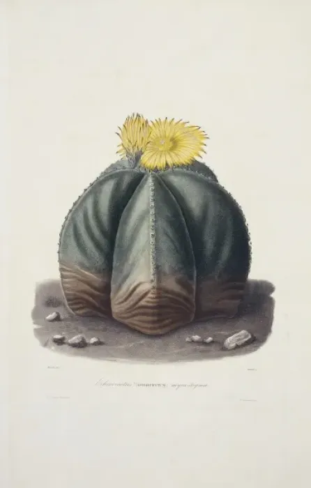 Framed Print : Echinocactus myriostigma, bishops cap cactus Framed Print : Echinocactus myriostigma, bishops cap cactus