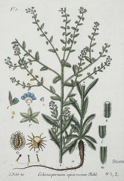 Echinospermum squarrosum, stick-seed