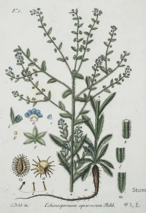 Framed Print : Echinospermum squarrosum, stick-seed