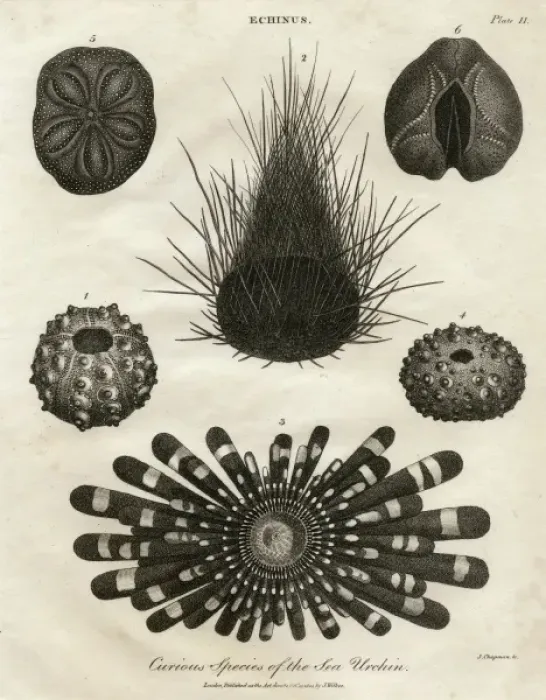 Framed Print : Echinus, or Sea Urchin