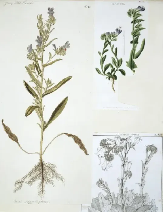 Framed Print : Echium plantagineum, salvation Jane Framed Print : Echium plantagineum, salvation Jane