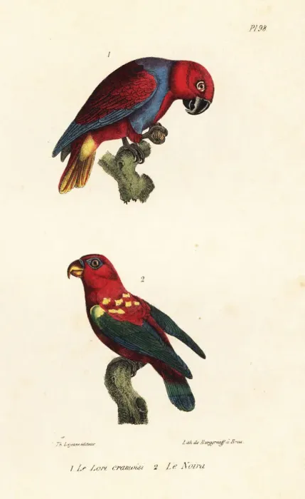 Framed Print : Eclectus parrot and chattering lory Framed Print : Eclectus parrot and chattering lory