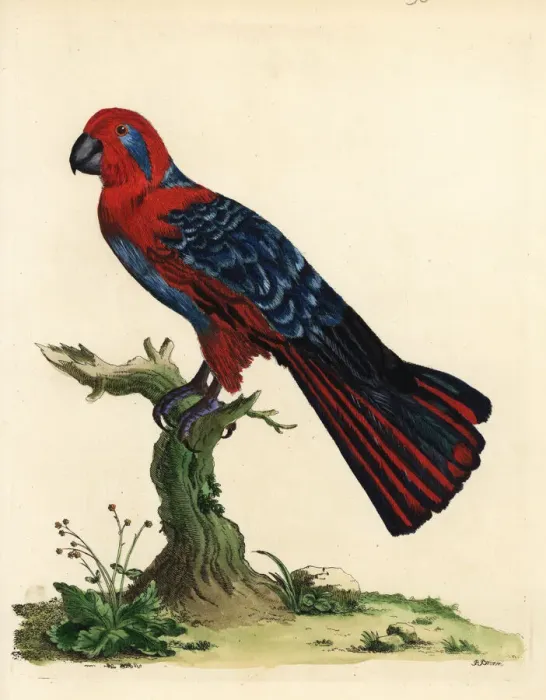 Framed Print : Eclectus parrot, Eclectus roratus, female Framed Print : Eclectus parrot, Eclectus roratus, female