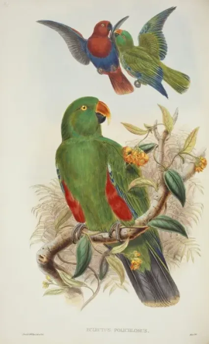 Framed Print : Eclectus roratus, eclectus parrot Framed Print : Eclectus roratus, eclectus parrot