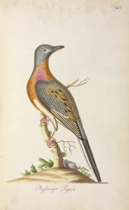 Framed Print : Ectopistes migratorius, Passenger pigeon Framed Print : Ectopistes migratorius, Passenger pigeon