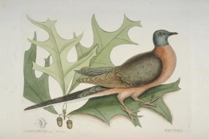 Framed Print : Ectopistes migratorius, passenger pigeon Framed Print : Ectopistes migratorius, passenger pigeon