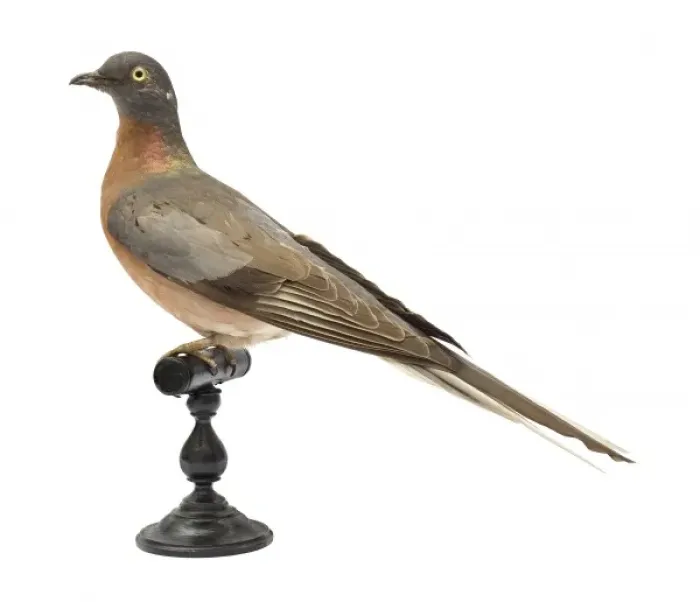Framed Print : Ectopistes migratorius, passenger pigeon Framed Print : Ectopistes migratorius, passenger pigeon