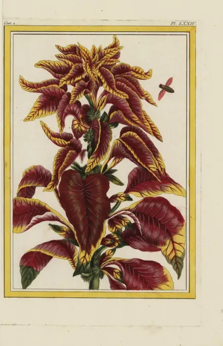 Framed Print : Edible amaranth, Amaranthus tricolor Framed Print : Edible amaranth, Amaranthus tricolor