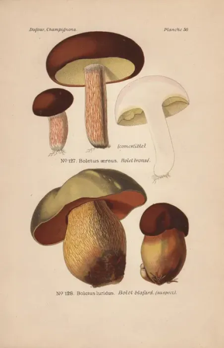 Framed Print : Edible bolete or porcino nero, Boletus aereus Framed Print : Edible bolete or porcino nero, Boletus aereus