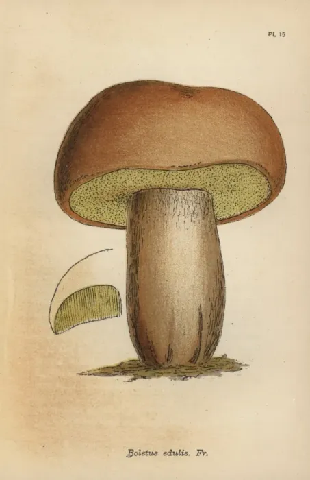 Framed Print : Edible boletus, Boletus edulis Framed Print : Edible boletus, Boletus edulis