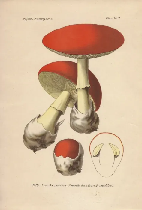 Framed Print : Edible Caesars mushroom, Amanita caesarea Framed Print : Edible Caesars mushroom, Amanita caesarea