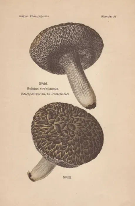 Framed Print : Edible cone-like boletus mushroom, Strobilomyces Framed Print : Edible cone-like boletus mushroom, Strobilomyces