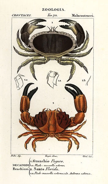 Edible crab and furrowed crab
