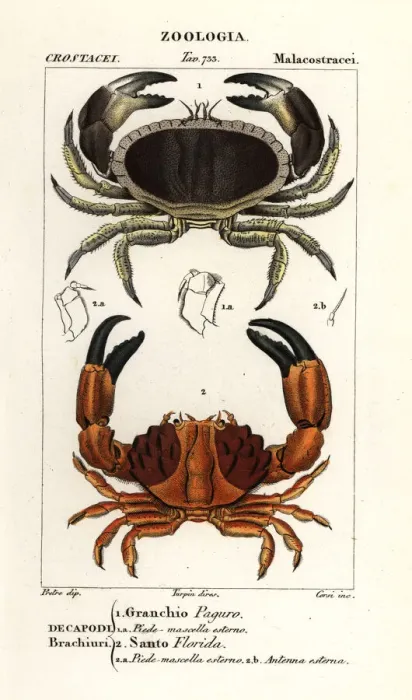 Framed Print : Edible crab and furrowed crab