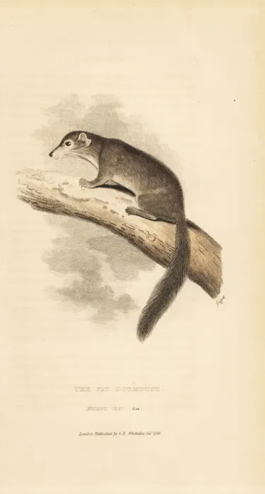 Framed Print : Edible dormouse, Glis glis Framed Print : Edible dormouse, Glis glis