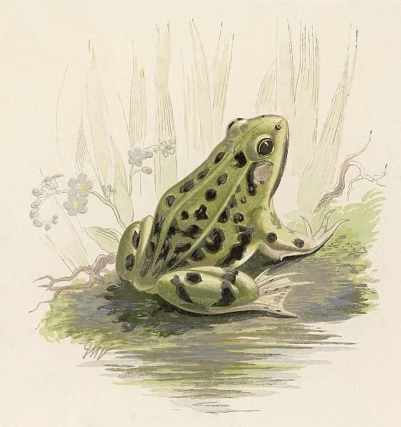 Edible Frog 19C