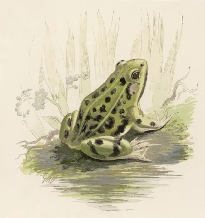 Framed Print : Edible Frog 19C Framed Print : Edible Frog 19C