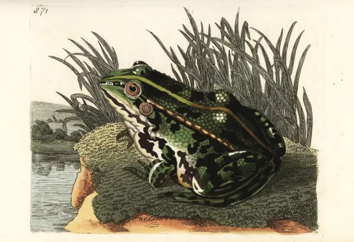 Framed Print : Edible frog or common green frog, Pelophylax kl. esculentus Framed Print : Edible frog or common green frog, Pelophylax kl. esculentus