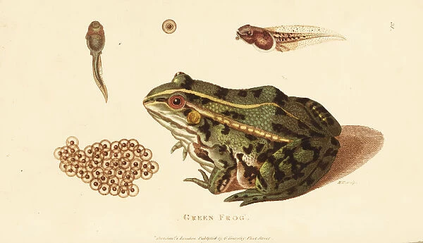 Edible frog, Pelophylax esculentus