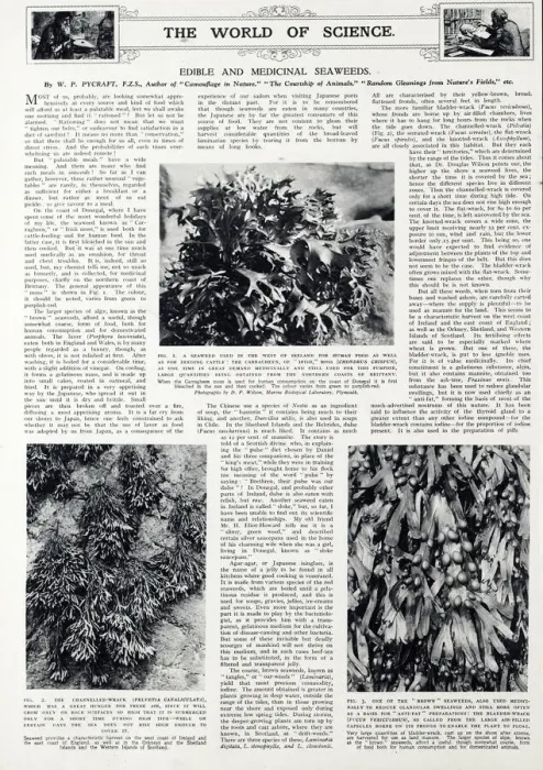 Framed Print : Edible and medicinal seaweeds, 1940 Framed Print : Edible and medicinal seaweeds, 1940