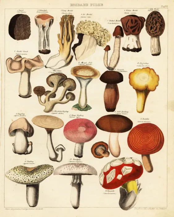 Framed Print : Edible mushroom and fungi varieties Framed Print : Edible mushroom and fungi varieties