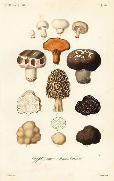 Edible mushrooms, Cryptogames alimentaires