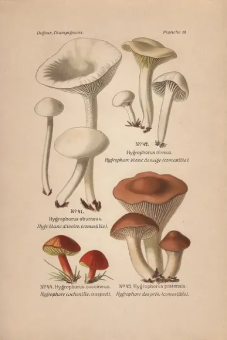 Framed Print : Edible mushrooms: Hygrophorus eburneus, H niveus Framed Print : Edible mushrooms: Hygrophorus eburneus, H niveus