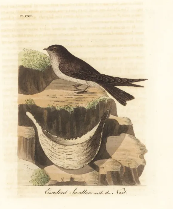 Framed Print : Edible-nest swiftlet, Aerodramus fuciphagus Framed Print : Edible-nest swiftlet, Aerodramus fuciphagus