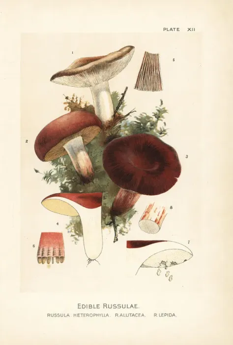 Framed Print : Edible russulae mushrooms Framed Print : Edible russulae mushrooms