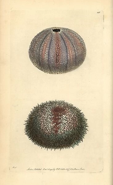 Edible sea urchin, Echinus esculentus