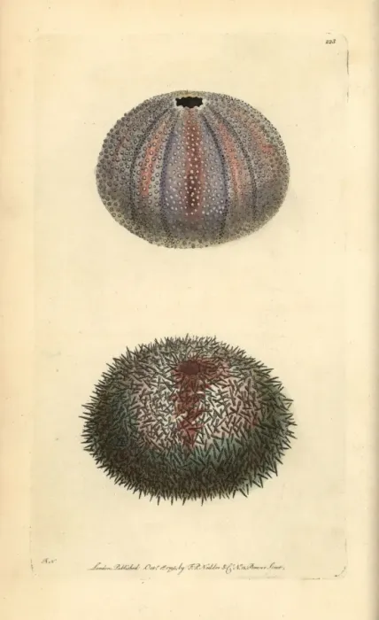 Framed Print : Edible sea urchin, Echinus esculentus Framed Print : Edible sea urchin, Echinus esculentus