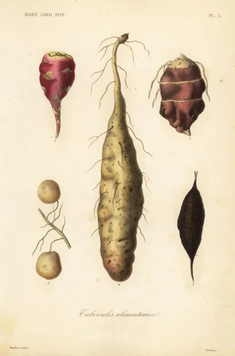 Framed Print : Edible tubers, Tubercules alimentaires Framed Print : Edible tubers, Tubercules alimentaires
