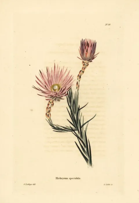 Framed Print : Edmondia pinifolia Framed Print : Edmondia pinifolia