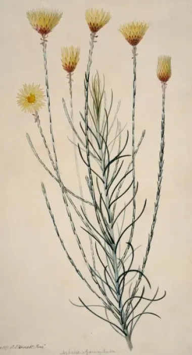 Framed Print : Edmondia sesamoides, everlasting Framed Print : Edmondia sesamoides, everlasting