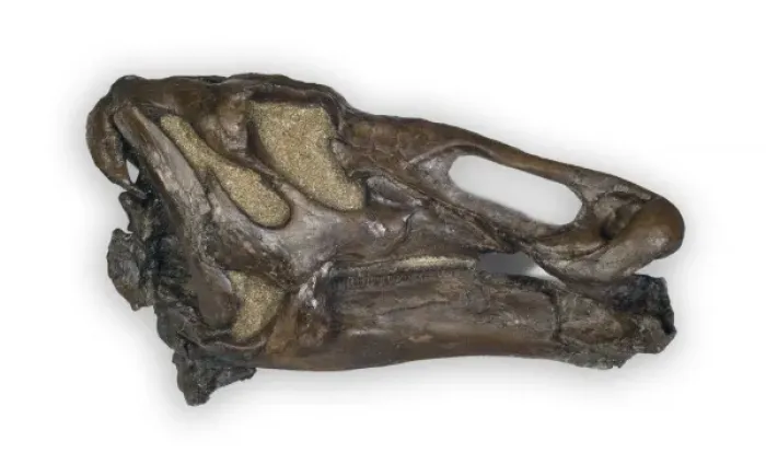 Framed Print : Edmontosaurus Framed Print : Edmontosaurus