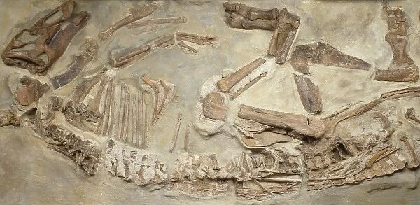 Edmontosaurus regalis skeleton