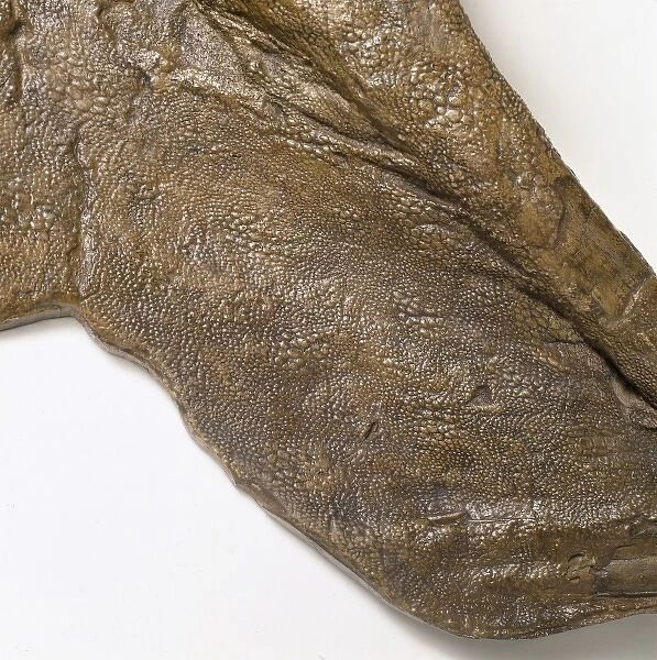 Edmontosaurus skin. A specimen of fossilized skin that once belonged to the dinosaur