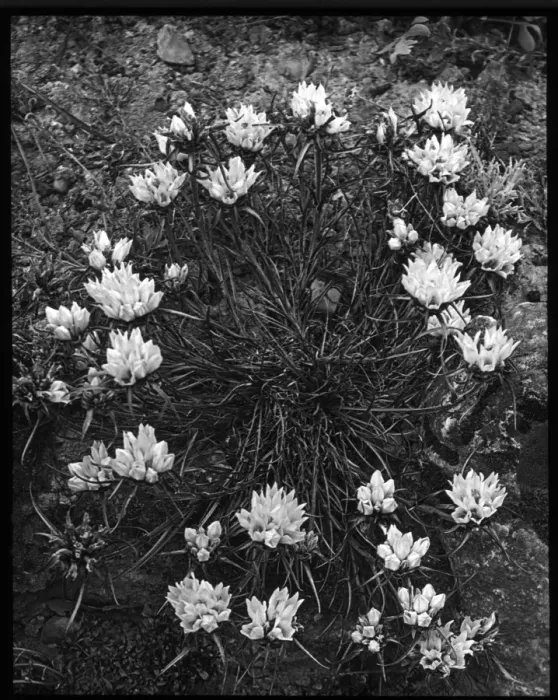 Framed Print : Edraianthus Dalmaticus (Dalmatian Rockbell) Framed Print : Edraianthus Dalmaticus (Dalmatian Rockbell)