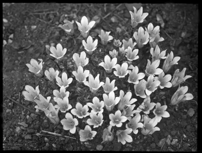 Framed Print : Edraianthus Pumilio (Rock Bells, Grassy Bells) Framed Print : Edraianthus Pumilio (Rock Bells, Grassy Bells)