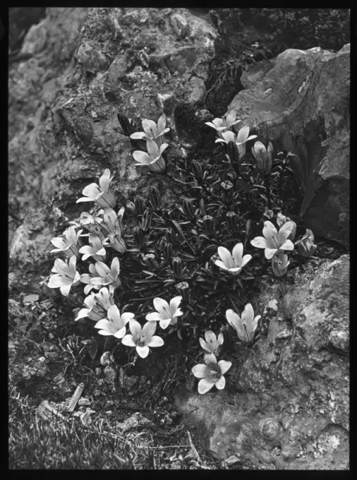 Framed Print : Edraianthus Serpyllifolia (Grassy Bells) Framed Print : Edraianthus Serpyllifolia (Grassy Bells)