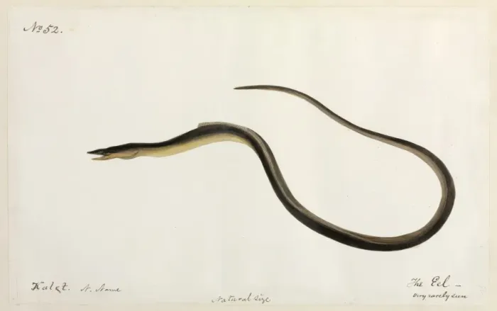 Framed Print : Eel illustration Framed Print : Eel illustration