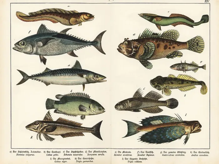 Framed Print : Eelpout, sharksucker, mackerel, gurnards, etc Framed Print : Eelpout, sharksucker, mackerel, gurnards, etc