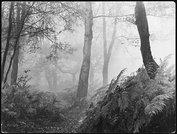 Eerie Woodland. An eerie, misty wood with ferns, near Esher Common, Surrey, England