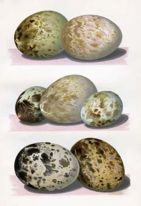 Framed Print : The Eggs of British Birds Framed Print : The Eggs of British Birds