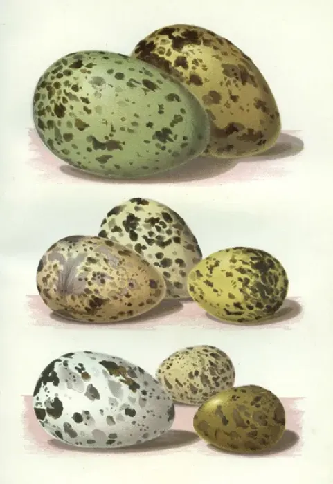 Framed Print : The Eggs of British Birds Framed Print : The Eggs of British Birds