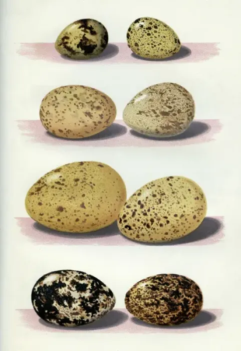 Framed Print : The Eggs of British Birds Framed Print : The Eggs of British Birds